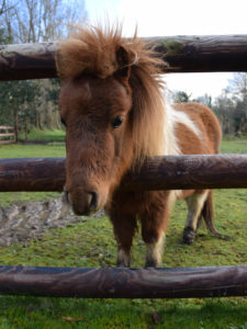 Poney